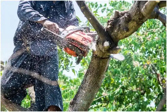 tree services Murfreesboro